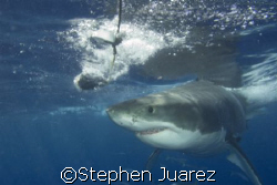 Yummie Yummie /Great White Shark Guadalupe Island  by Stephen Juarez 